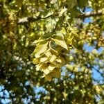 Carpinus orientalis Fruit