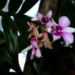 Dendrobium bigibbum Цвят