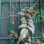 Jasminum polyanthum Leaf