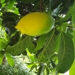 Pouteria caimito Fruit