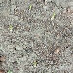 Polianthes tuberosa Floro