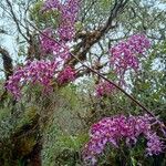 Cyrtochilum ioplocon Flor