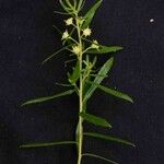 Baccharis dracunculifolia Floare
