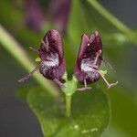 Lonicera conjugialis Blomma