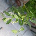 Solanum chenopodioides Floare