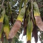 Senna spectabilis Fruit