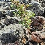 Suaeda maritima Habit