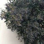 Ligustrum lucidum Плід