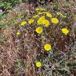 Sonchus fruticosus Blüte