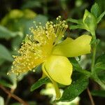 Hypericum acmosepalum