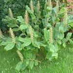 Hedychium gardnerianumLeaf