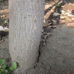 Grewia caffra Bark
