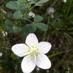 Parnassia palustrisKvet