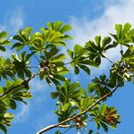 Cecropia peltata Feuille