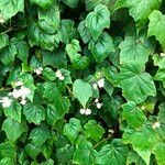 Begonia formosana Habit