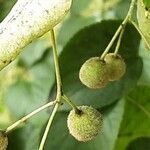 Tilia × europaea Fruit