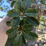 Ilex rotunda Leaf