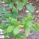 Lonicera fragrantissima Leaf