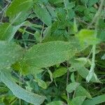 Mentha longifolia Leaf