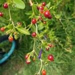 Lycium cestroides Fruto