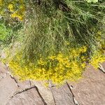 Gutierrezia microcephala Habit