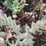 Echium angustifolium 花