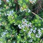 Westringia fruticosa Kvet