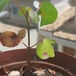 Gossypium herbaceum Folio