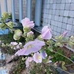 Alcea biennis Blodyn