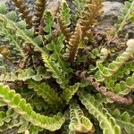 Asplenium ceterach Outro