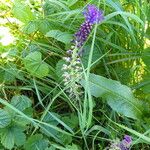 Muscari comosum Costuma