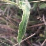 Andryala integrifolia Folha