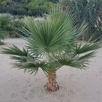 Washingtonia robusta Habitus