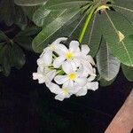 Plumeria obtusa പുഷ്പം