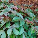 Jatropha gossypiifolia Folio