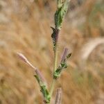 Oenothera parodiana Övriga