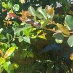 Syzygium paniculatum Folha