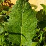 Sinapis arvensis Likasa