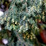 Tsuga canadensis Blatt