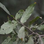 Laguncularia racemosa Folla