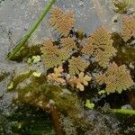 Azolla pinnata Alkat (teljes növény)