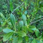 Ilex glabra Ліст