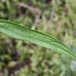 Boehmeria penduliflora Leaf