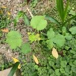 Abutilon theophrastiFloare