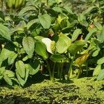 Calla palustris പുഷ്പം