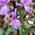 Orchis olbiensis Flower