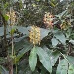 Hedychium gardnerianum Habit