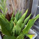 Zantedeschia albomaculata Blad