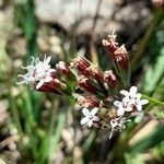 Stevia satureifolia