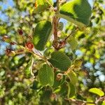 Amelanchier ovalisHoja